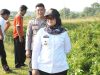 Hilangkan Konflik Gajah Manusia Bupati Lamtim Tinjau Tanggul Penyangga